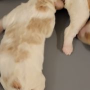 Girl 2 - French Brittany puppy in New Florence, Pennsylvania from Laurel Furnace Bretons