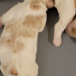 Girl 2 - French Brittany puppy in New Florence, Pennsylvania from Laurel Furnace Bretons