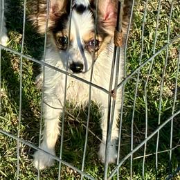 Zena - White black and tan female Papillon puppy in Meggett, South Carolina from Double D farm featuring Nova papillons