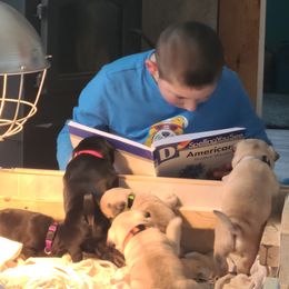 Pug Puppies from Lil'Farm Pugs