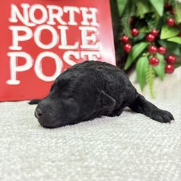 Pugsley - Black male Poodle puppy in Monetta, South Carolina from Moonrise Poodles