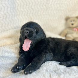 Bandit - Black male German Shepherd puppy in Augusta, Wisconsin from Wehrhaus German Shepherds