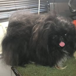 Moon - Pekingese