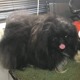 Moon - Pekingese