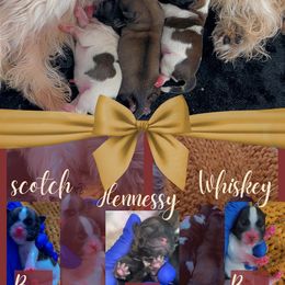 Shih Tzu puppies from Pretty Paws Shih Tzu's