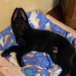 German Shepherd Puppies from Westbound German Shepherds