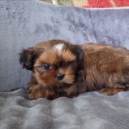 Thor - Red male Shih Tzu puppy in Waynesboro, Pennsylvania from Big Win Shih Tzus