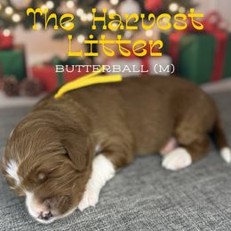 ButterBall - Red  male Goldendoodle puppy in Houston, Texas from Golden Life Doodles