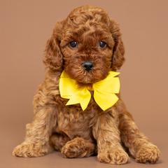 Cavapoo puppies from Grace Acres Puppies