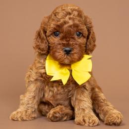 Cavapoo puppies from Grace Acres Puppies