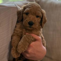 Hudson - Apricot male Goldendoodle puppy in Fayetteville, Arkansas from Mountain Grove Doodles