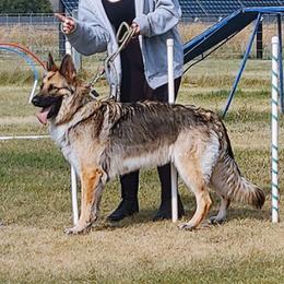 Bristol - German Shepherd