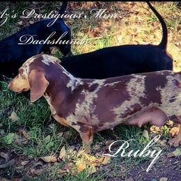 Ruby - Dachshund