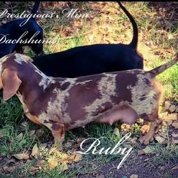 Ruby - Dachshund