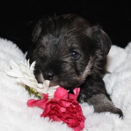 Jade - Salt and pepper female Miniature Schnauzer puppy in Colorado Springs, Colorado from Mystic Miniature Schnauzers