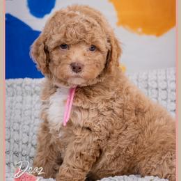 Capri - Red female Cockapoo puppy in Connersville, Indiana from Deaz Doodle Ranch