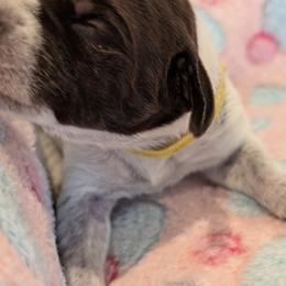 German Shorthaired Pointer Puppies from Hanaway GSPs