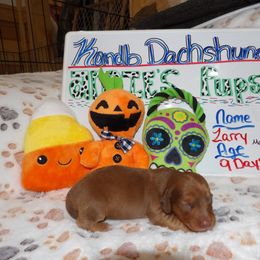 Boy 2 - Dachshund puppy in Wappapello, Missouri from Kandb Dachshunds