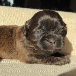 Pumpkin - Chocolate female Shih Tzu puppy in Groveland, Florida from Jenny's Shih Tzus