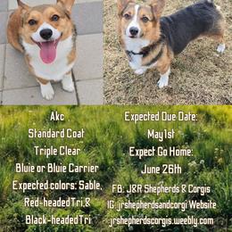 Pembroke Welsh Corgi puppies from J&R Shepherds & Corgis