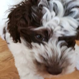 Cavapoo and Cockapoo Puppies from TSC Doodles of Virginia Beach