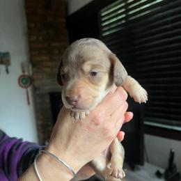 Otis - Dapple male Dachshund puppy in El Cajon, California from Lisa Buxton