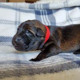 German Shepherd Puppies from Kruegerhaus German Shephers