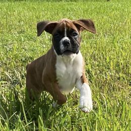 Boxers from BNF Boxers