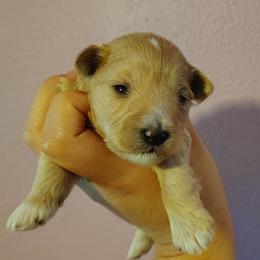 Carla beige - Wheaten female Miniature Schnauzer puppy in Florida from Central Florida Schnauzers