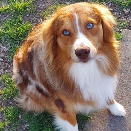 Max - Miniature Australian Shepherd