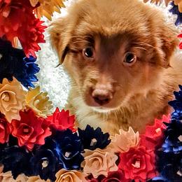 Australian Shepherd Puppies from Firelight Australian Shepherds