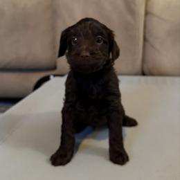 Mint Girl - Chocolate female Australian Labradoodle puppy in West Union, South Carolina from Golden Corner Labradoodles, LLC