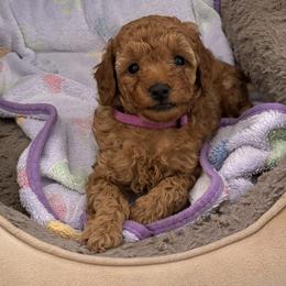 Tiny Tim - Silver-beige  male Poodle puppy in Vacaville, California from Little Gall Reds