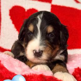Confetti - Tri-color male Bernedoodle puppy in Beecher, Illinois from Erica’s Doodles