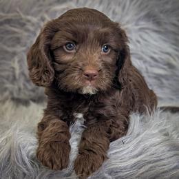 Bodhi - Chocolate male Cavapoo puppy in Portland, Oregon from WW Cavapoos