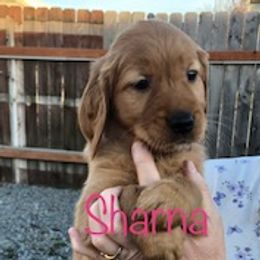 Golden Retriever Puppies from Karen's Goldens