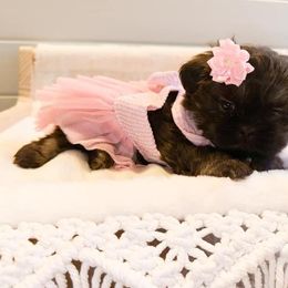 Shih Tzu Puppies from Purse Pup Shih Tzus