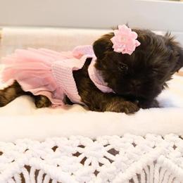 Shih Tzu Puppies from Purse Pup Shih Tzus