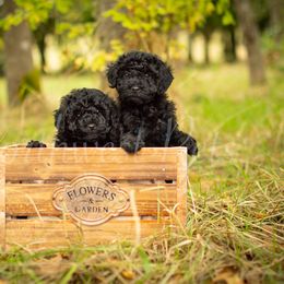 Poodle Puppies from Northwest pets Poodles