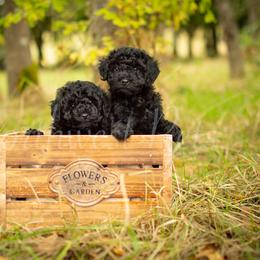 Poodle Puppies from Northwest pets Poodles