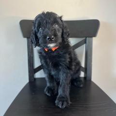 Copper - Black male Bordoodle puppy in Valley Center, California from Circle R Valley Bordoodls