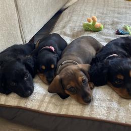 Dachshund Puppies from Desert Dachshunds