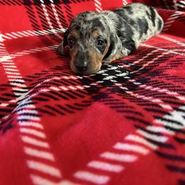 Zeus - Dapple male Dachshund puppy in Grass Valley, California from Mis Doxie