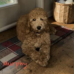 Goldendoodle Puppies from Serenity Goldendoodles