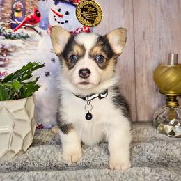 Walnut - Black and tan female Pembroke Welsh Corgi puppy in Fortine, Montana from North Star Pembroke Welsh Corgi's