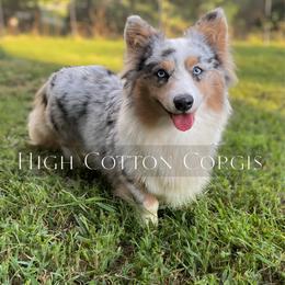 Wrigley - American Corgi