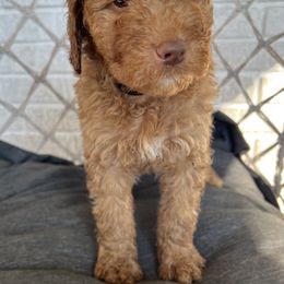 Goldendoodle Puppies from Moon Goldendoodles