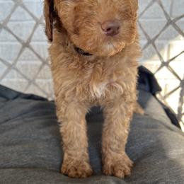 Goldendoodle Puppies from Moon Goldendoodles