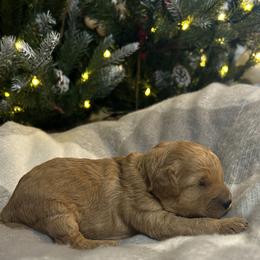 Dasher (Lime Green Collar) - Red male Cavapoo puppy in Austin, Texas from Lucy Lou’s Cavapoos