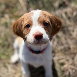 Martin - White and orange Brittany puppy in Dickson, Tennessee from Sandridge Brittanys